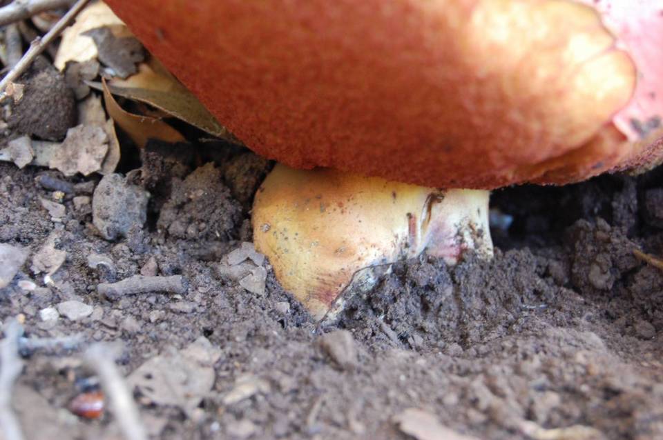 Boletus lupinus image