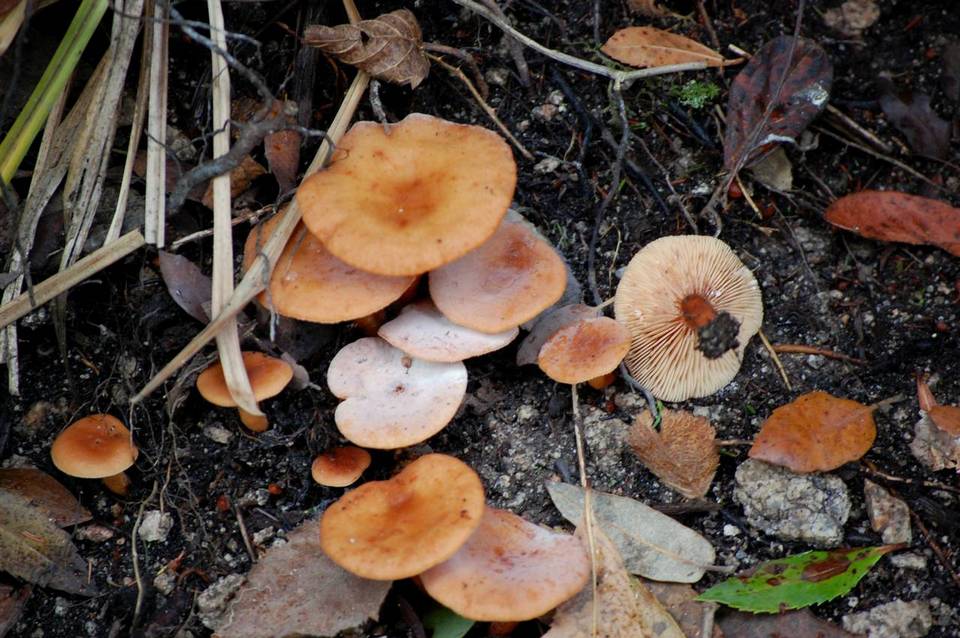 Lactarius atlanticus image