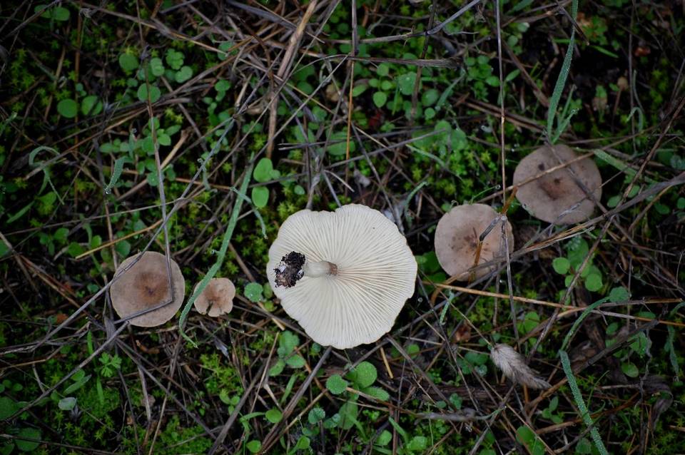 Clitocybe font-queri image