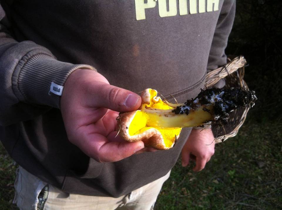 Aureoboletus gentilis image