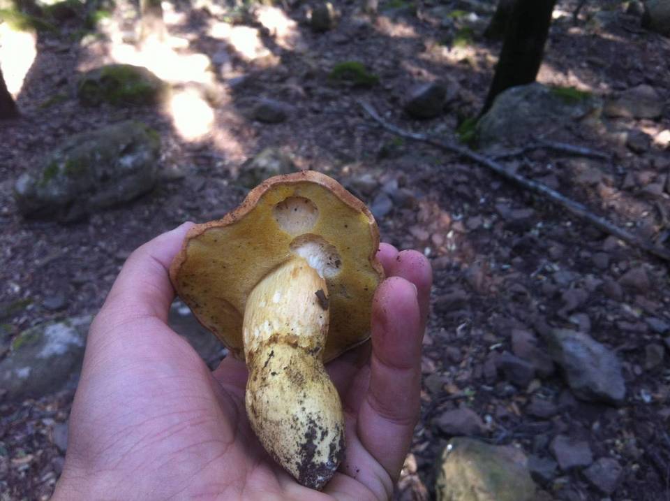 Aureoboletus moravicus image