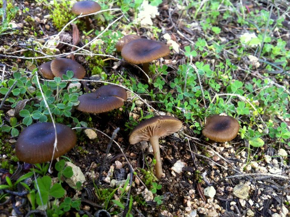 Entoloma cistophilum image