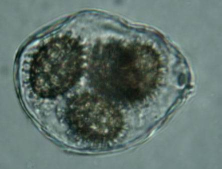 Tuber castellanoi image