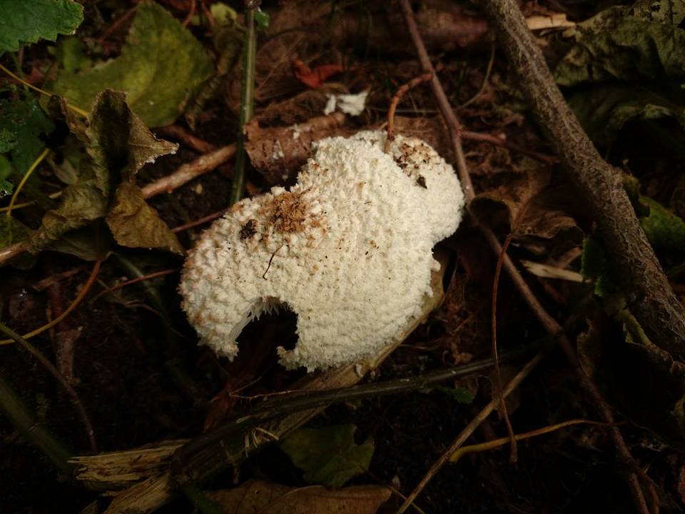 Cystolepiota pulverulenta image