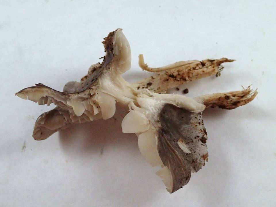 Tricholoma nigrum image