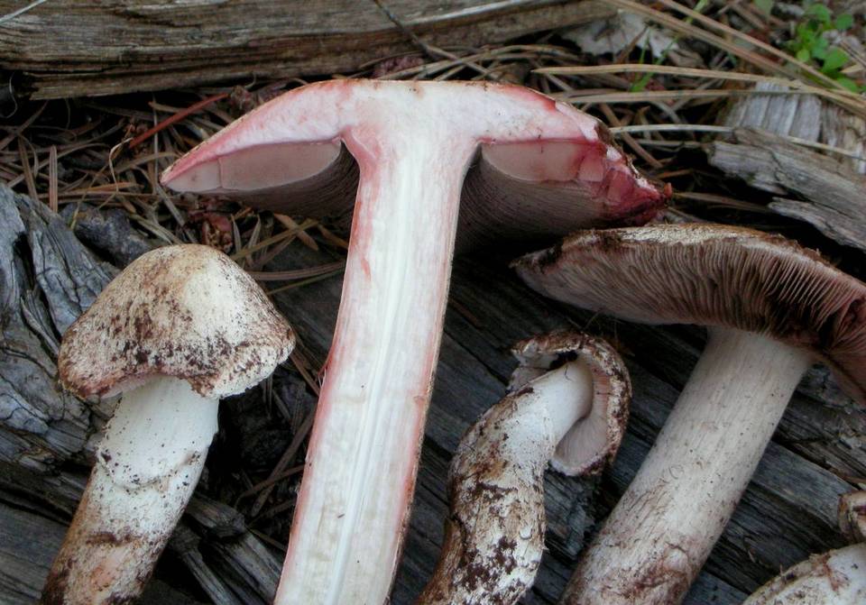 Agaricus sylvaticus subsp. occidentalis image