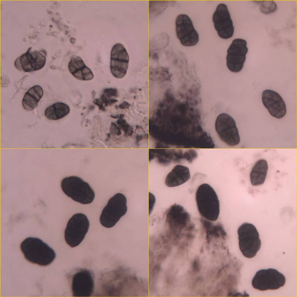Rhizocarpon oportense image