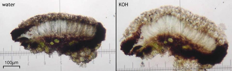 Fuscidea lygaea image