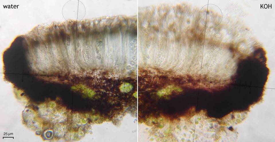 Fuscidea lygaea image