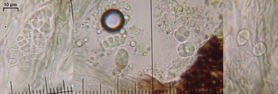 Fuscidea lygaea image