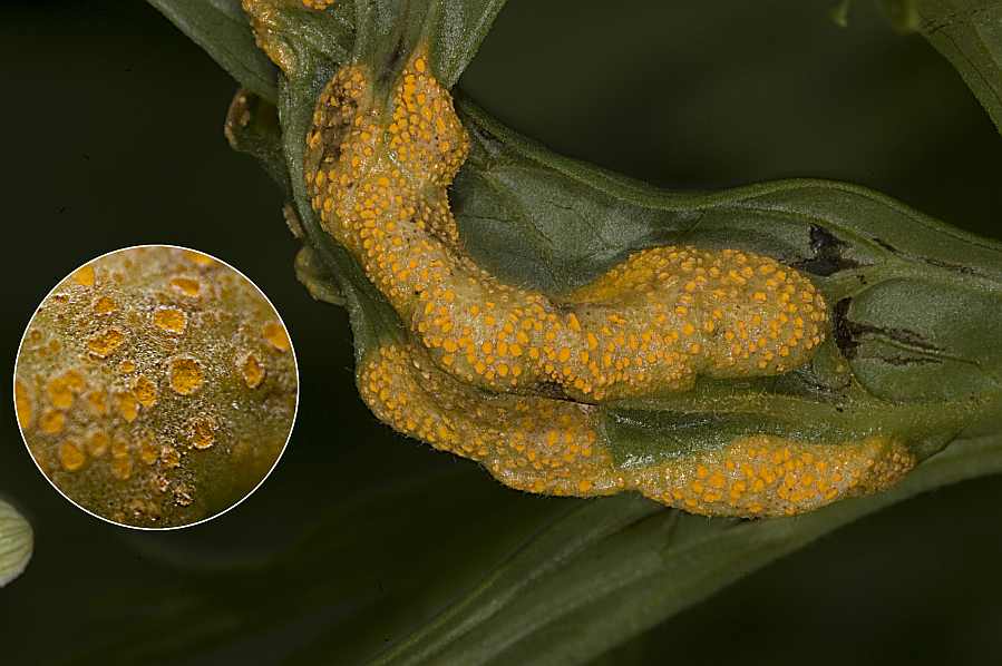 Puccinia aconiti-rubri image
