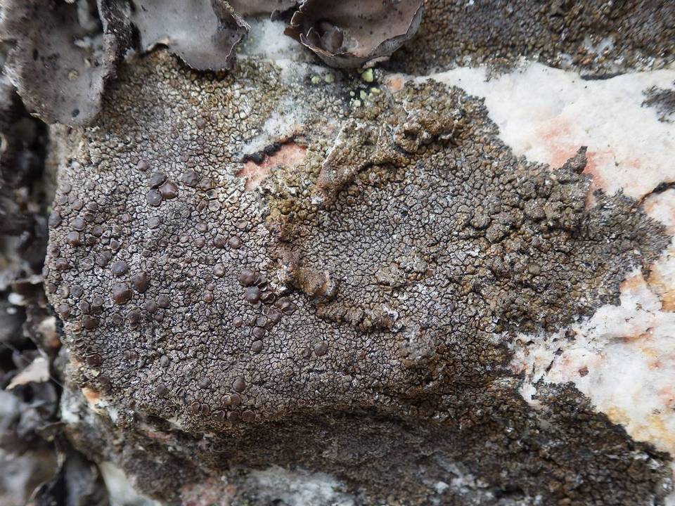Protoparmelia badia image