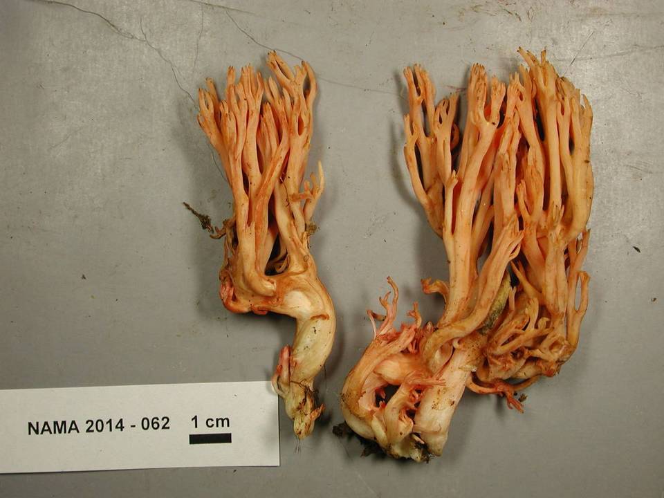 Ramaria araiospora var. araiospora image
