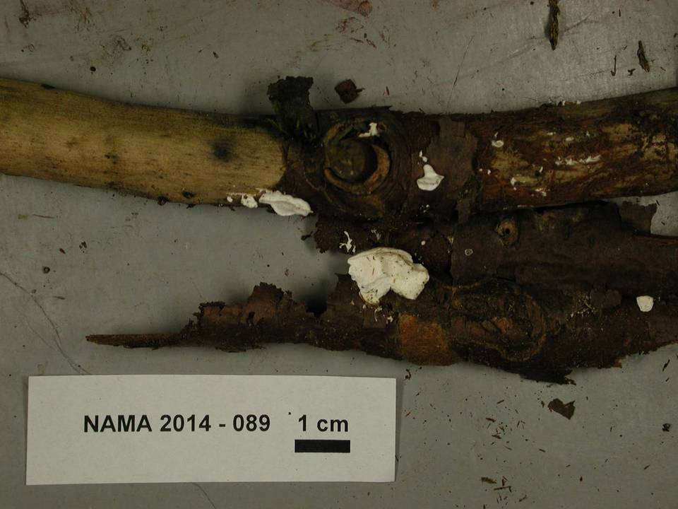 Postia perdelicata image