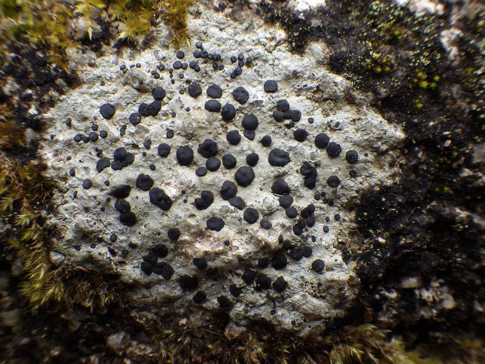 Porpidia macrocarpa f. macrocarpa image