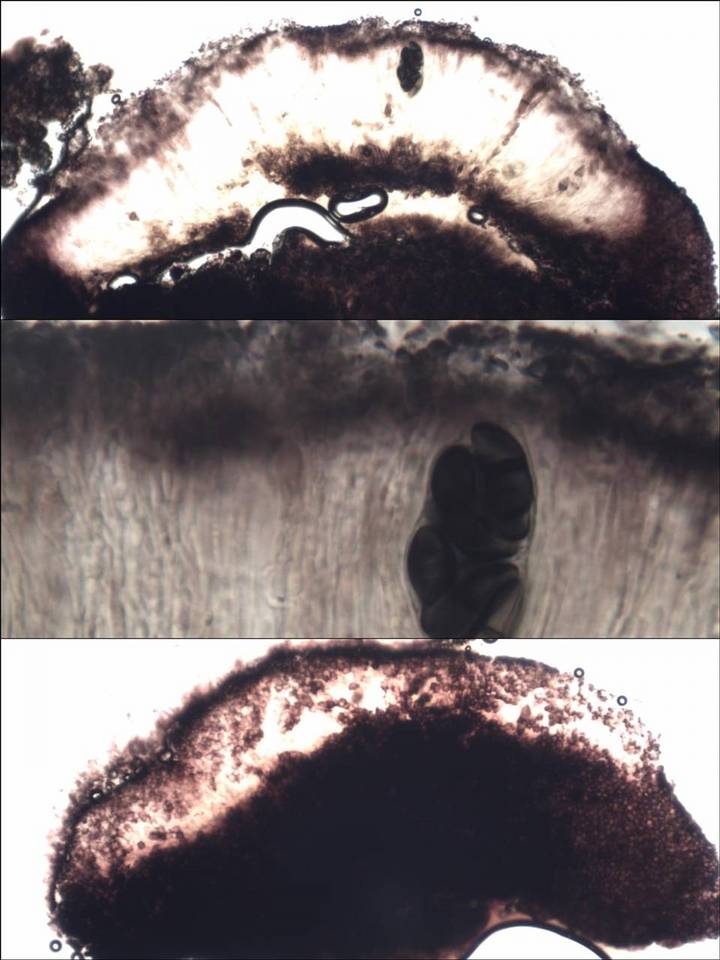 Rhizocarpon badioatrum var. badioatrum image