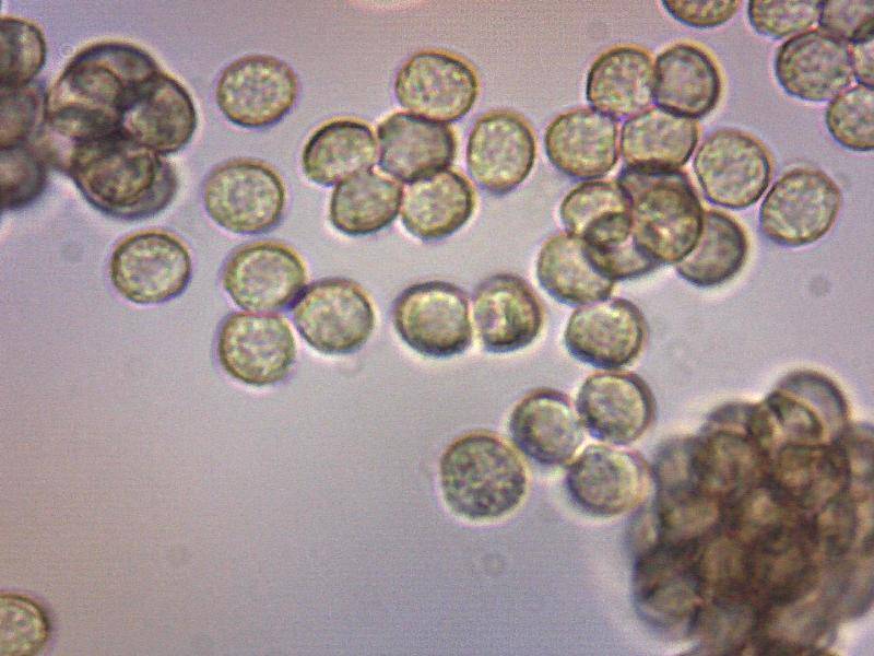 Reticularia lycoperdon image
