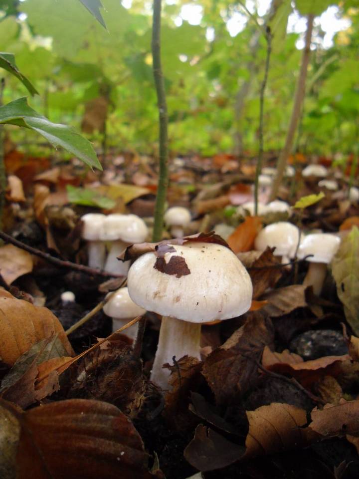 Cortinarius emollitus image