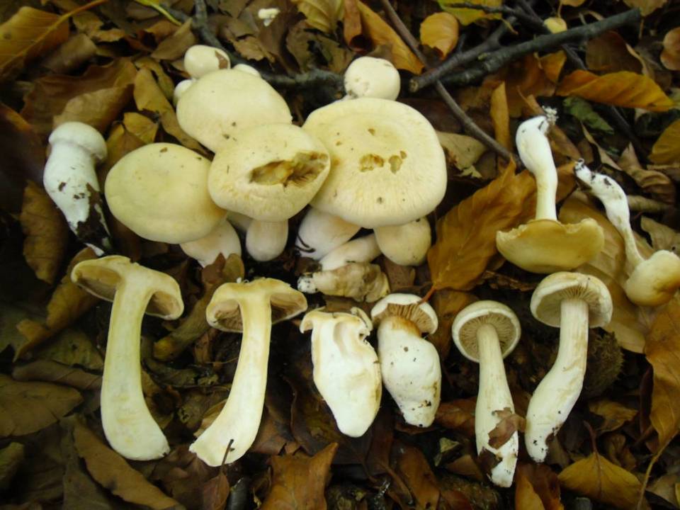 Cortinarius emollitus image