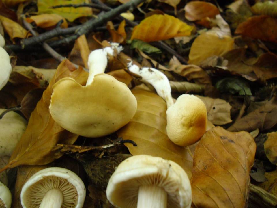Cortinarius emollitus image