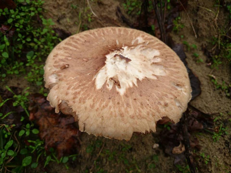 Macrolepiota excoriata image