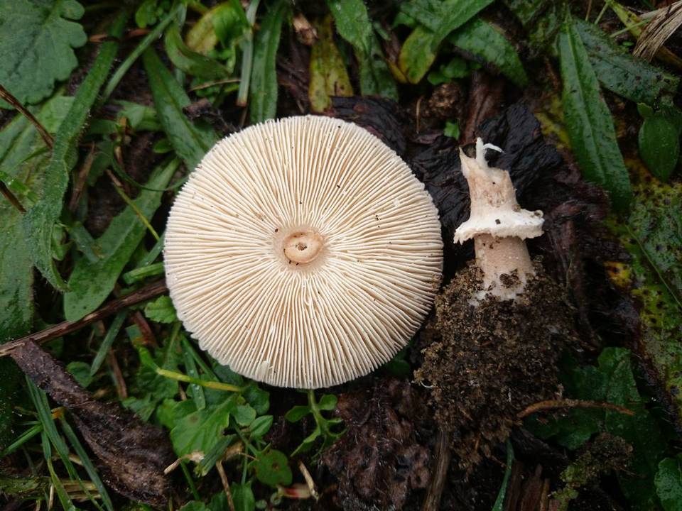 Macrolepiota excoriata image