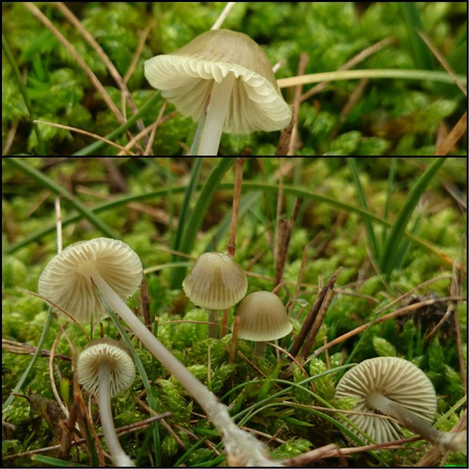 Mycena chlorantha image