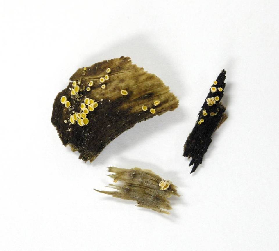 Dasyscyphus bicolor image