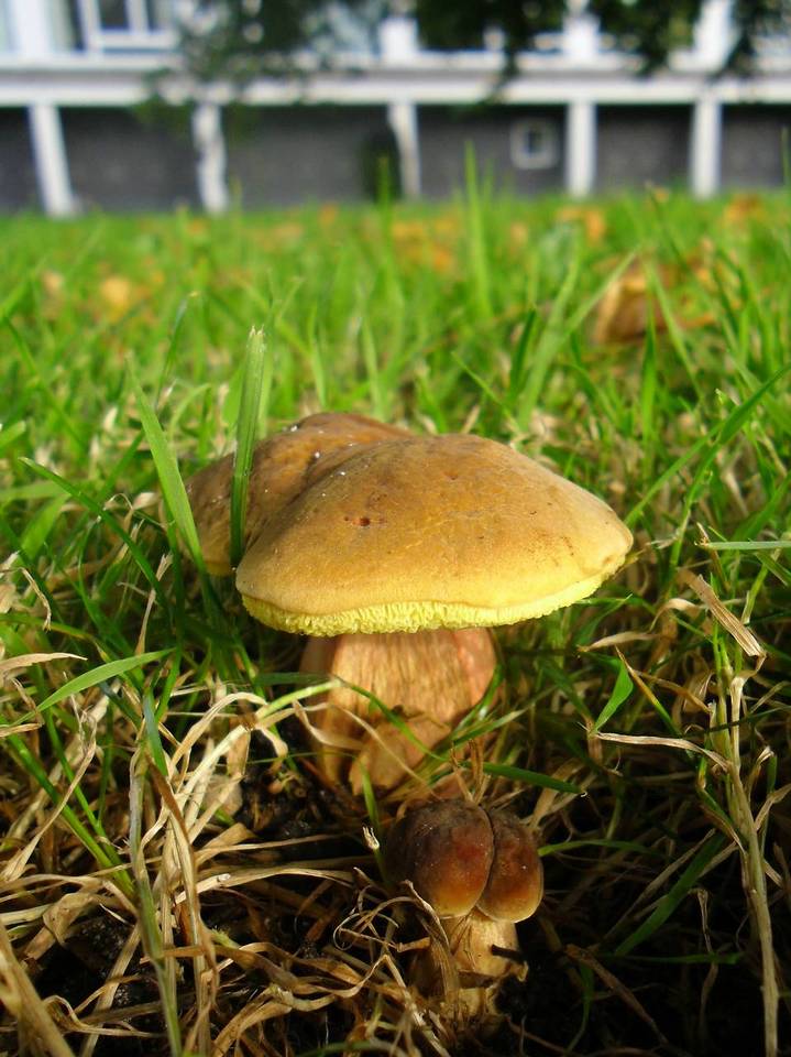 Hortiboletus bubalinus image