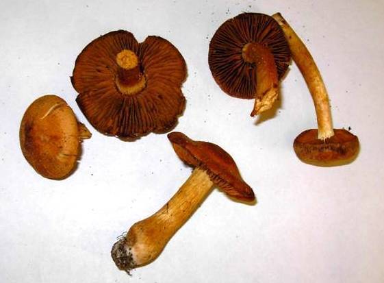 Cortinarius orellanosus image