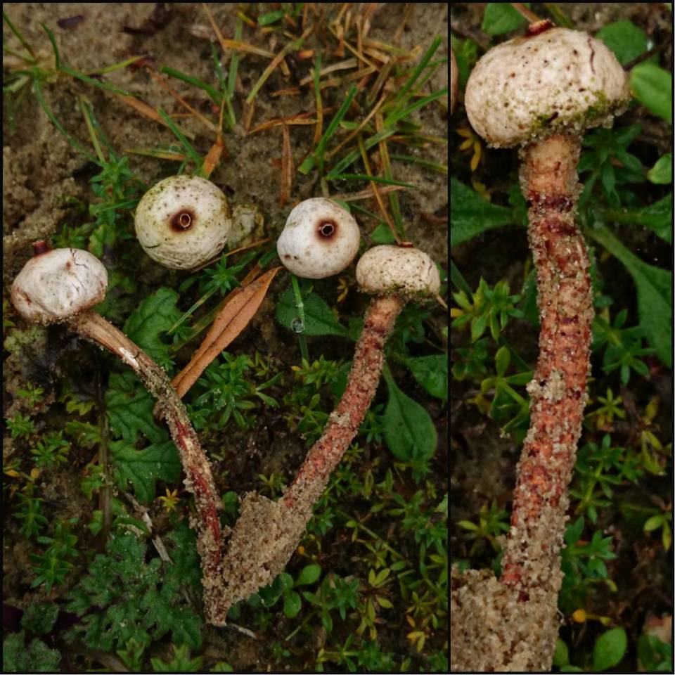 Tulostoma melanocyclum image