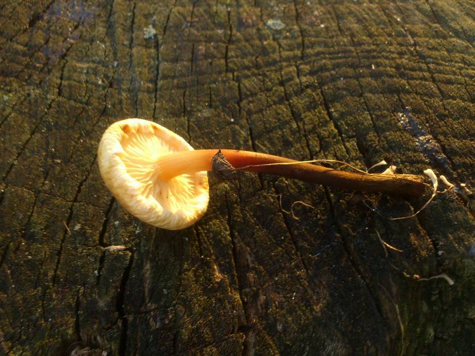 Flammulina fennae image