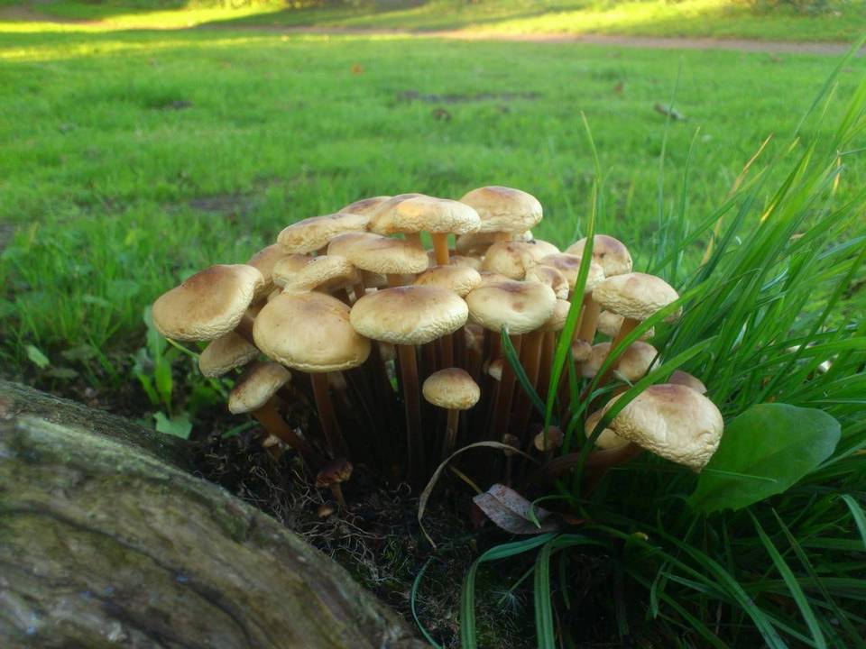Flammulina fennae image