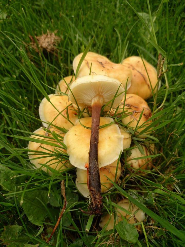 Flammulina fennae image