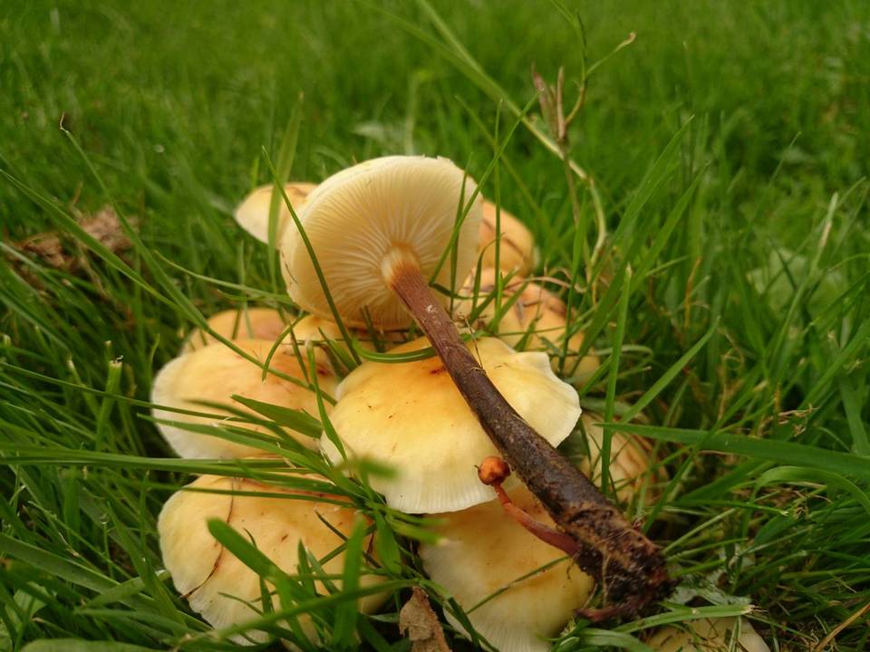 Flammulina fennae image