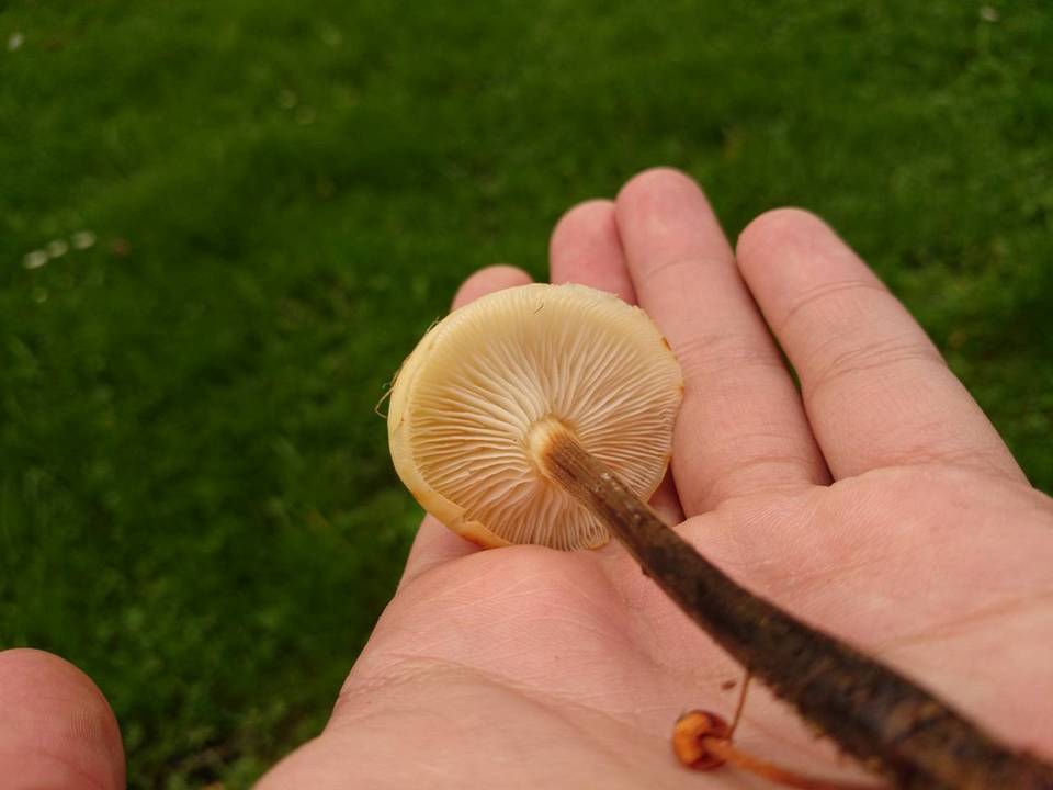 Flammulina fennae image