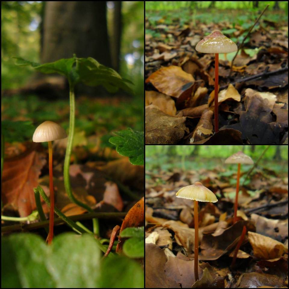 Mycena crocata image