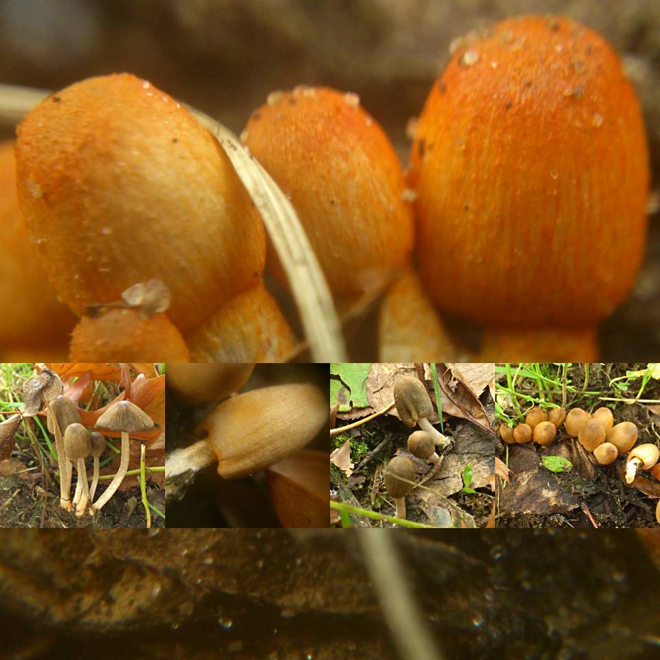 Coprinopsis erythrocephala image