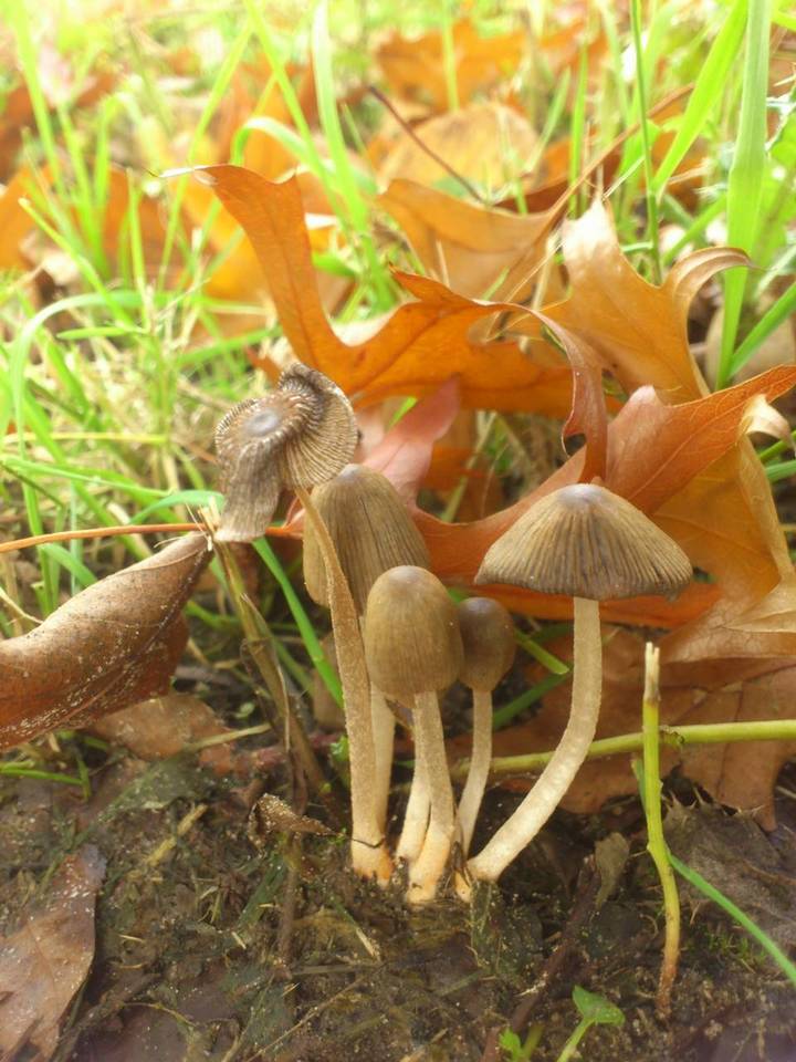 Coprinopsis erythrocephala image