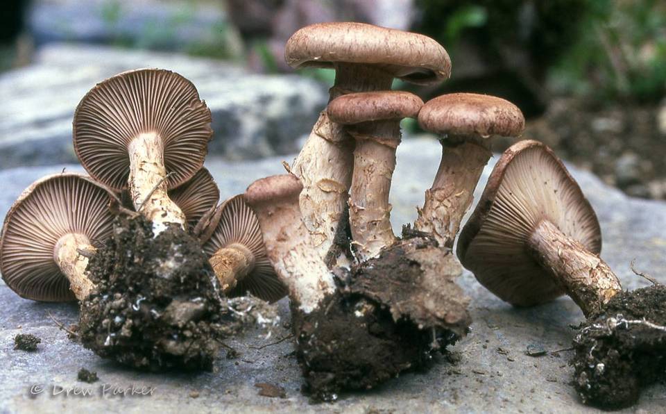 Cleistocybe vernalis image