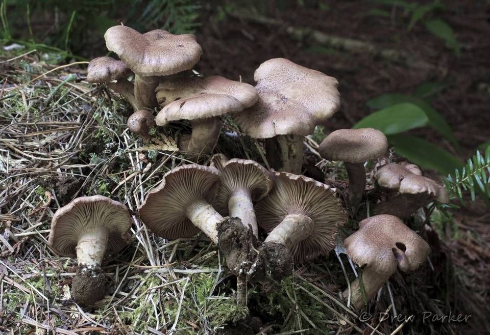 Cleistocybe vernalis image