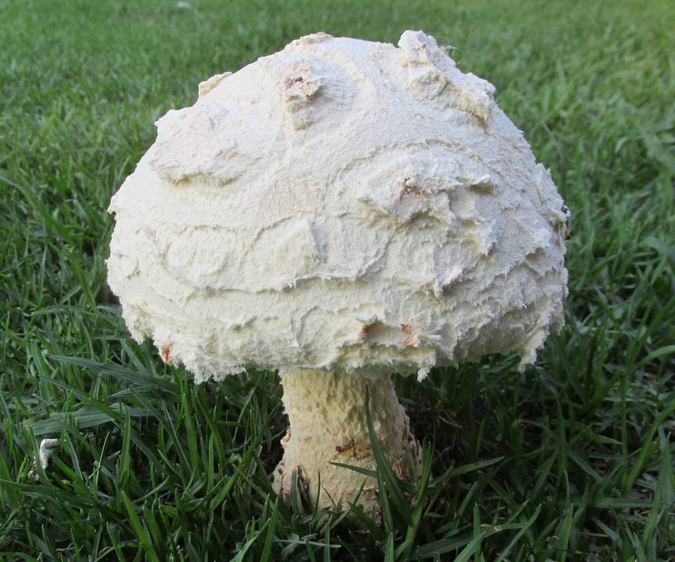 Amanita praeclara image