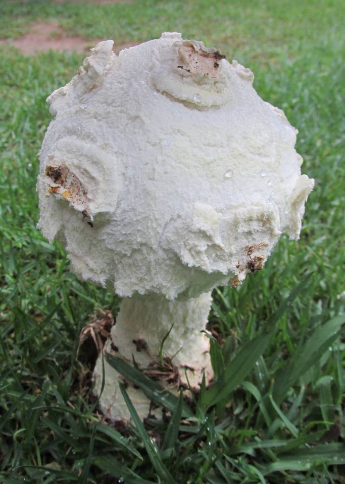 Amanita praeclara image