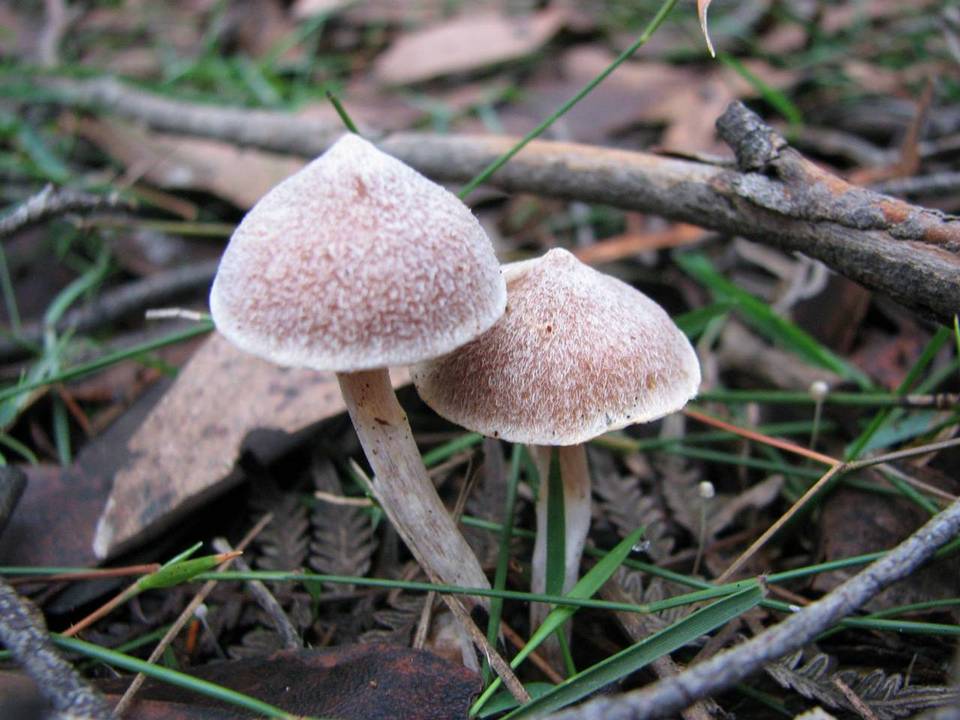 Cortinarius cystidiocatenatus image