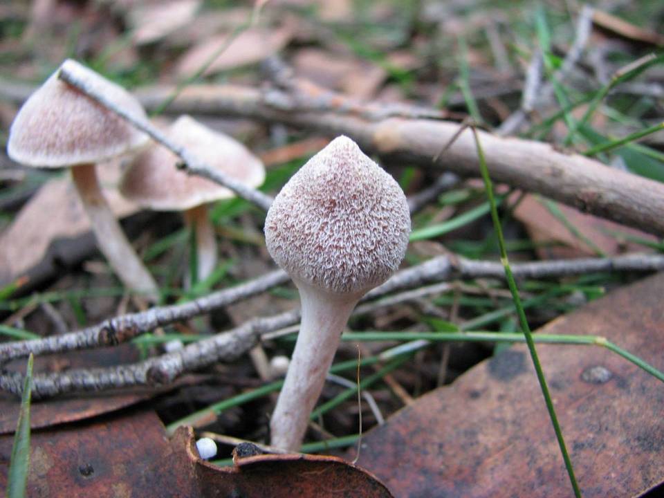 Cortinarius cystidiocatenatus image