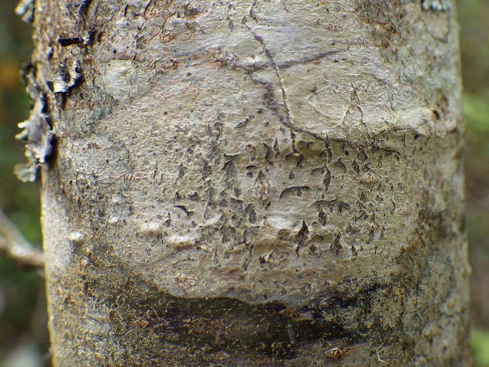 Phaeographis smithii image