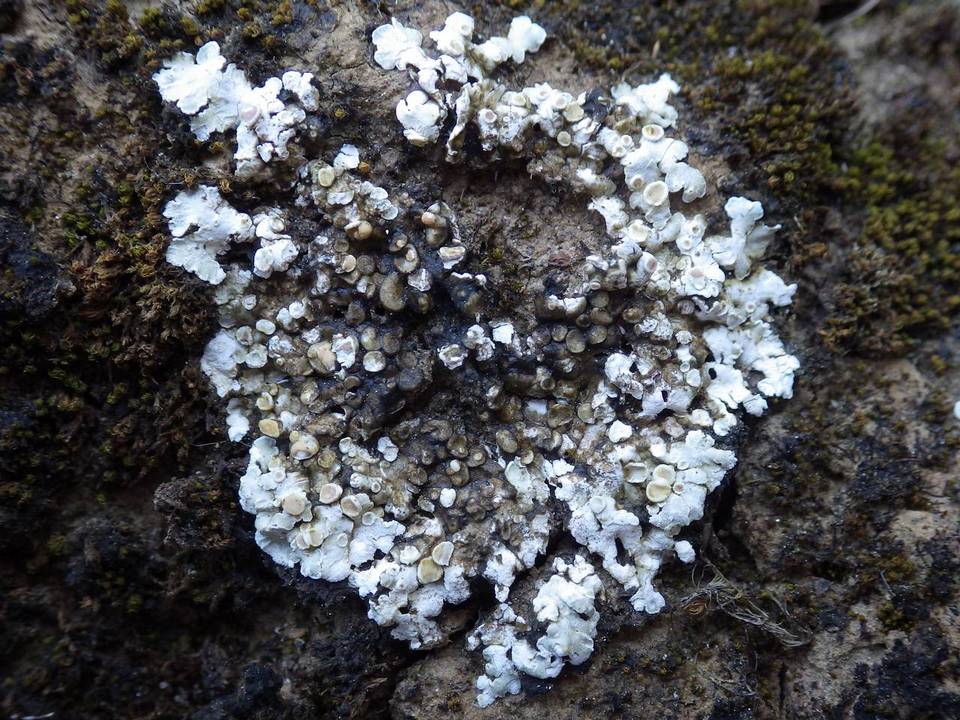 Solenopsora holophaea image