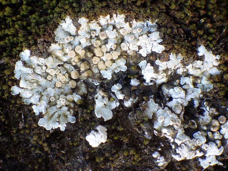 Solenopsora holophaea image