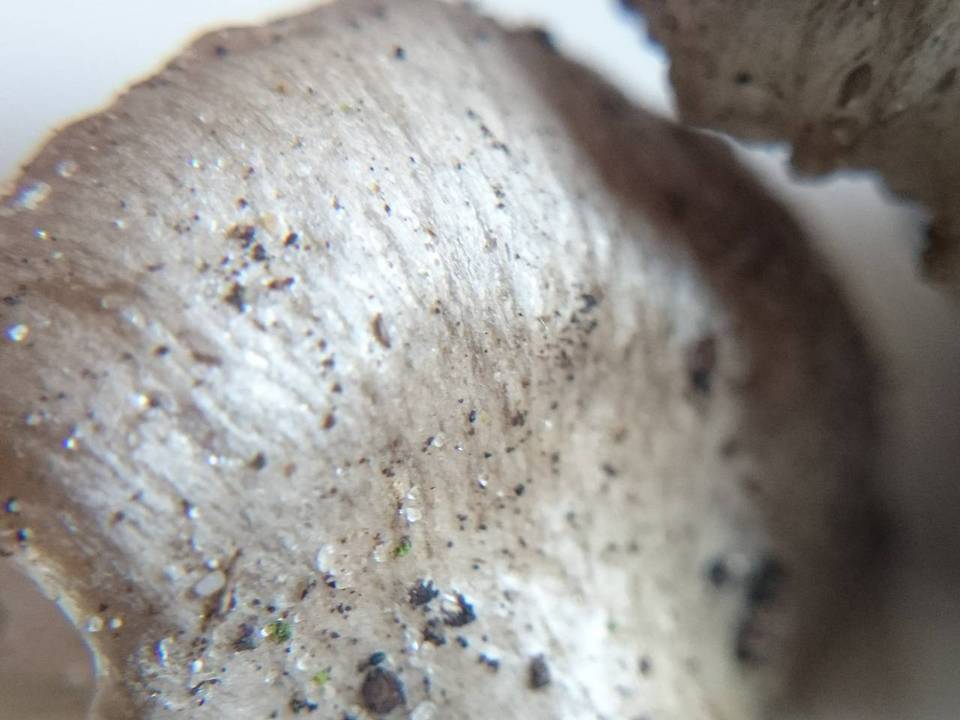 Entoloma saundersii image