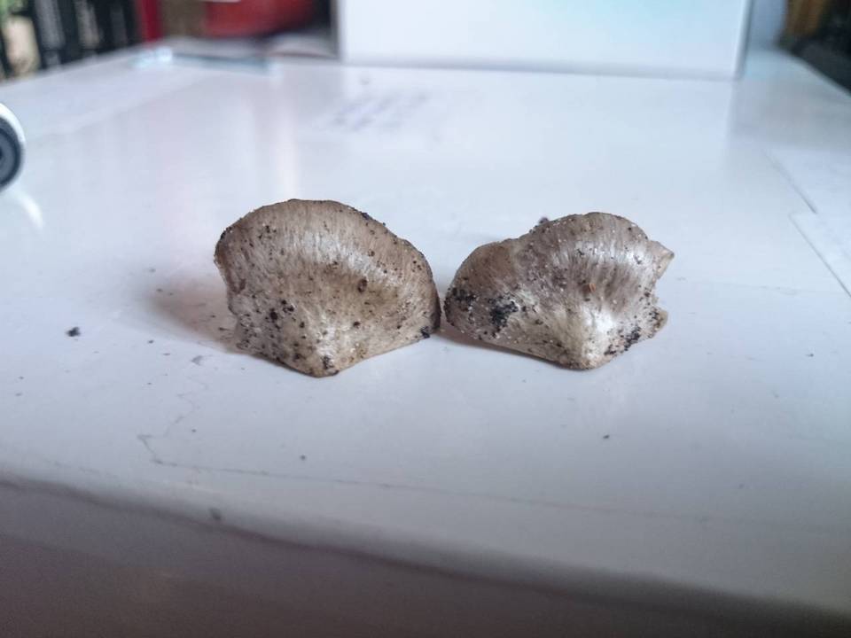 Entoloma saundersii image